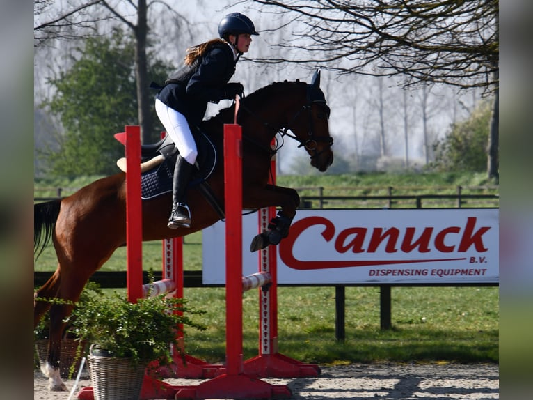 NRPS Wallach 11 Jahre 144 cm Brauner in Kapelle