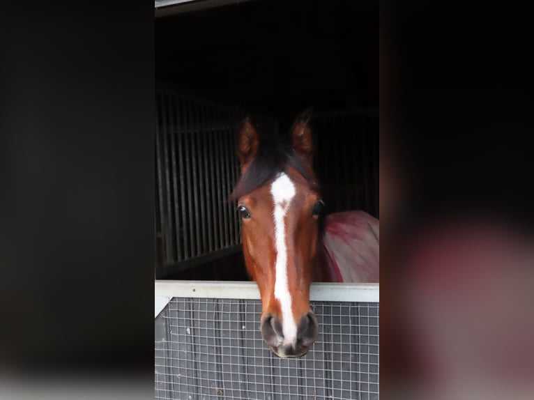NRPS Wallach 11 Jahre 144 cm Brauner in Kapelle