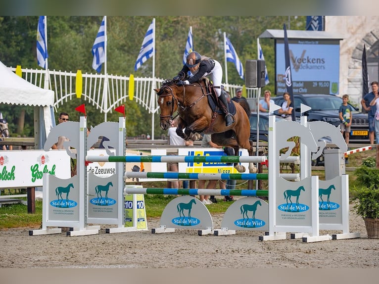 NRPS Wallach 11 Jahre 148 cm Brauner in Schwerte