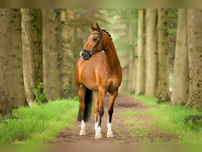 NRPS Wallach 11 Jahre 148 cm Brauner in Tilburg