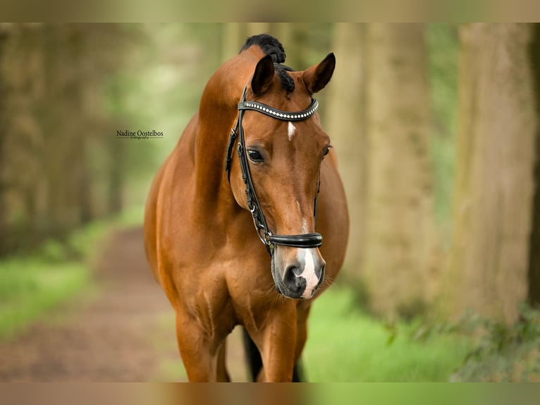 NRPS Wallach 11 Jahre 148 cm Brauner in Tilburg