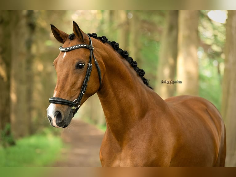 NRPS Wallach 11 Jahre 148 cm Brauner in Tilburg