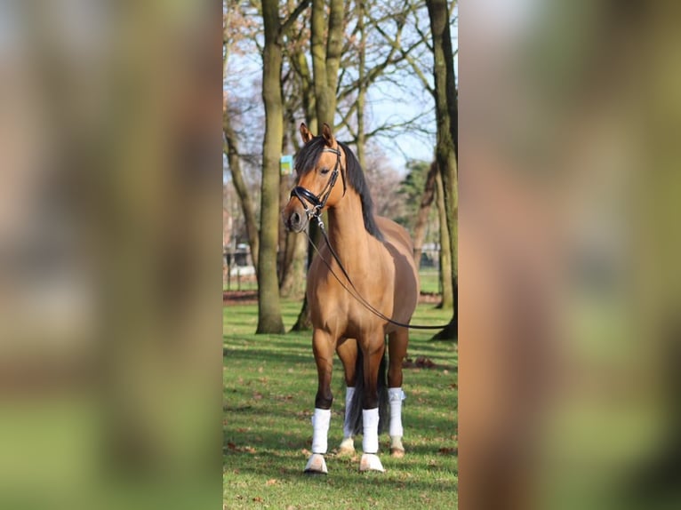 NRPS Wallach 12 Jahre 143 cm Buckskin in Swolgenswolgen