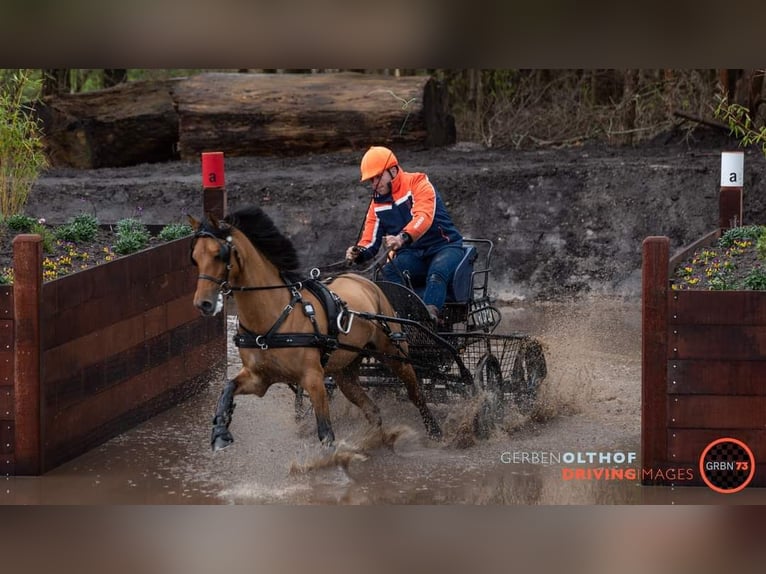 NRPS Wallach 12 Jahre 143 cm Buckskin in Swolgenswolgen