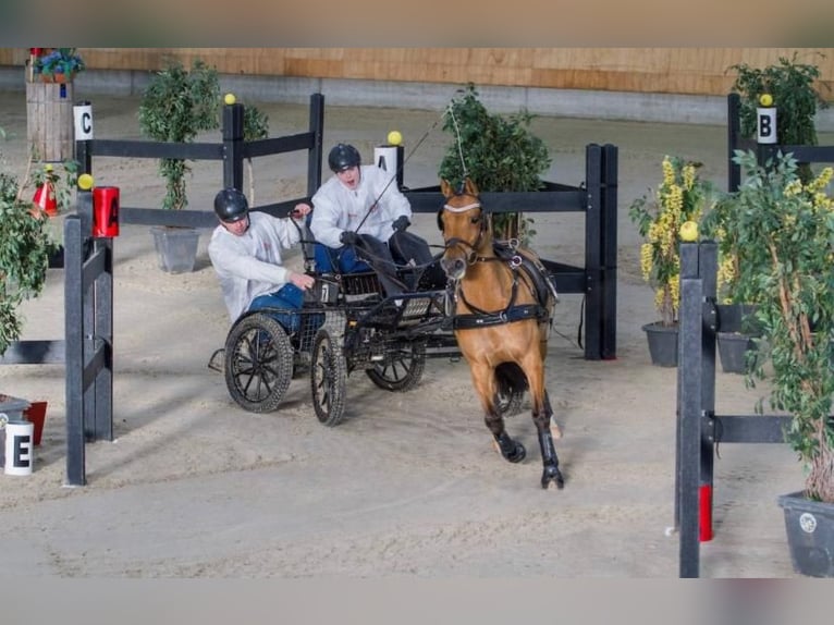 NRPS Wallach 12 Jahre 143 cm Buckskin in Swolgenswolgen