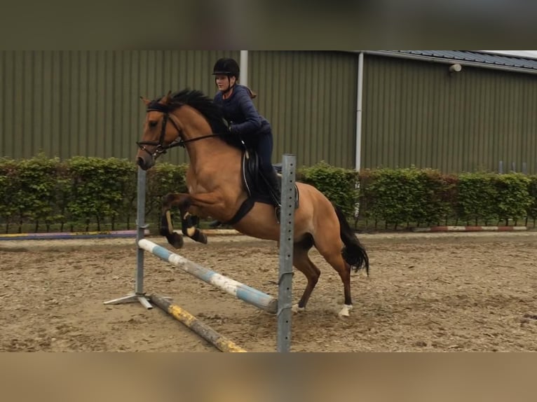 NRPS Wallach 12 Jahre 143 cm Buckskin in Swolgenswolgen