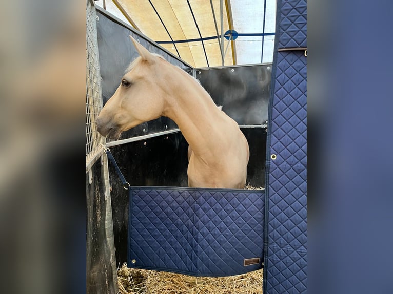 NRPS Wallach 12 Jahre 148 cm Palomino in Roosendaal