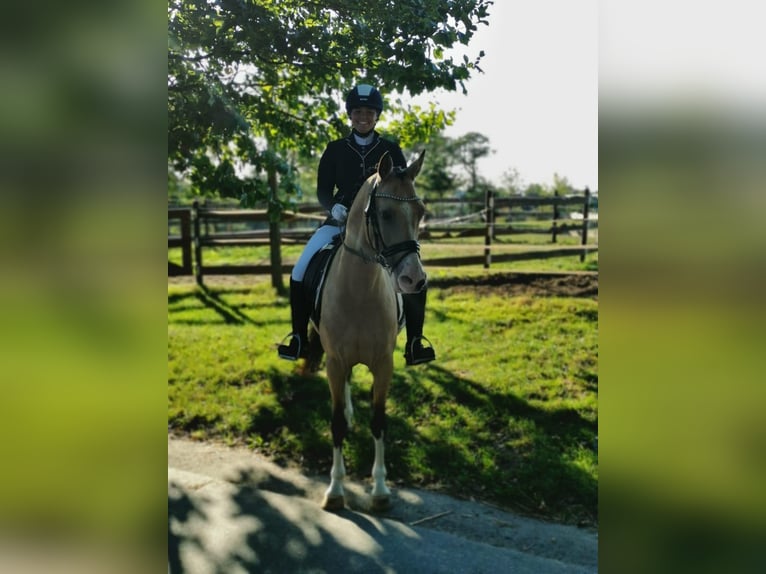 NRPS Wallach 13 Jahre 142 cm Falbe in Pulheim