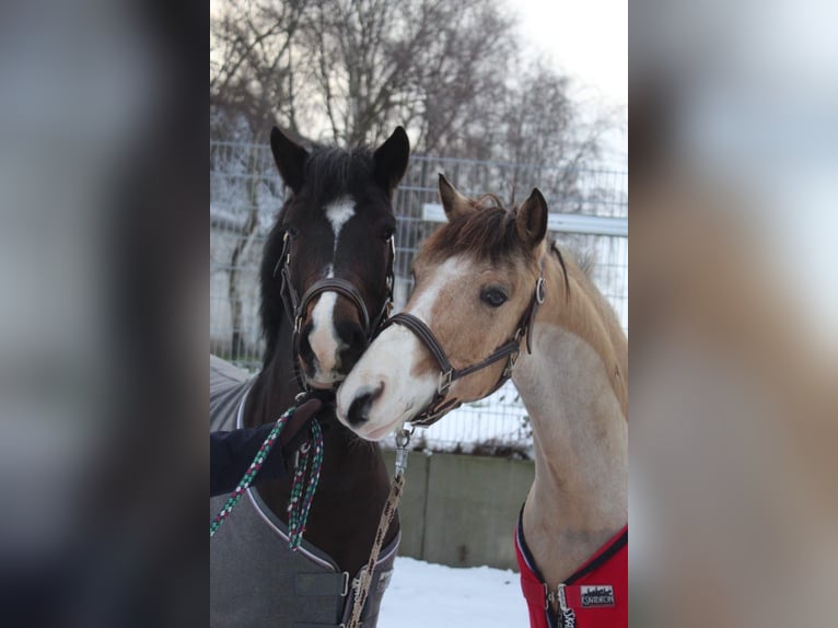 NRPS Wallach 13 Jahre 142 cm Falbe in Pulheim