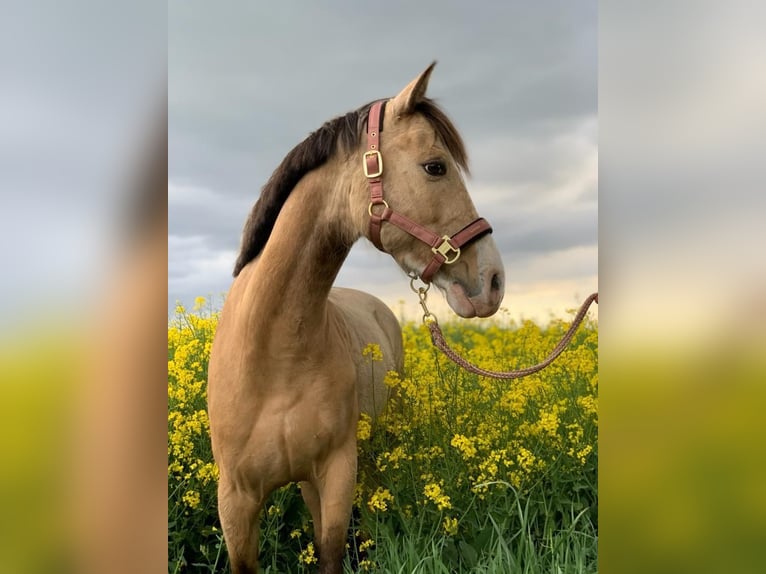 NRPS Wallach 13 Jahre 142 cm Falbe in Pulheim