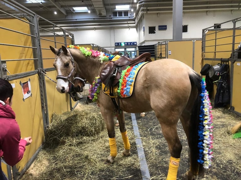 NRPS Wallach 13 Jahre 142 cm Falbe in Pulheim