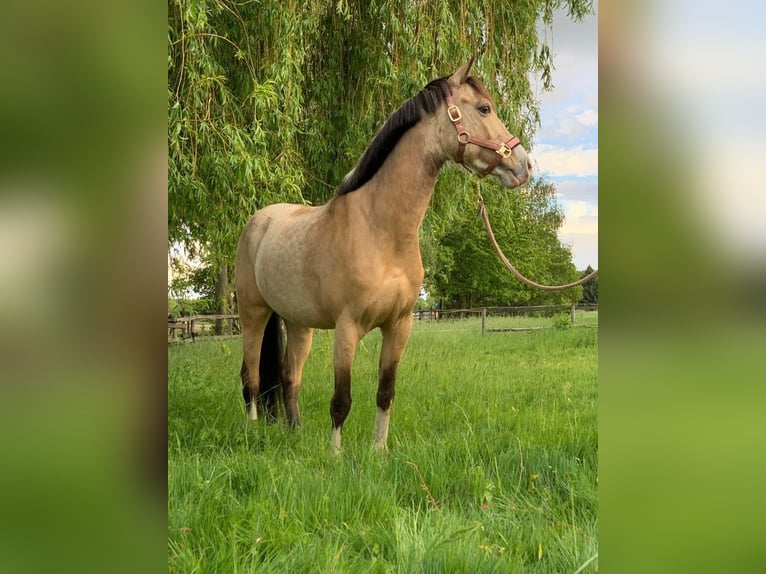 NRPS Wallach 13 Jahre 142 cm Falbe in Pulheim