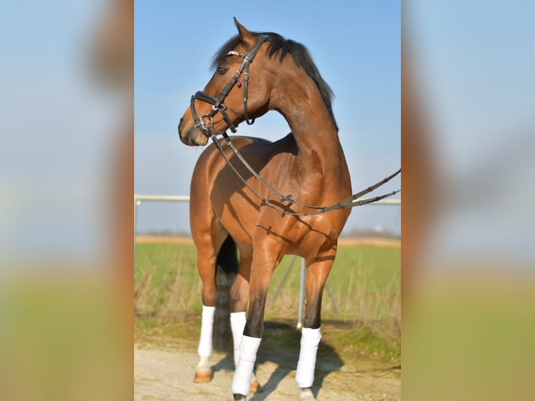 NRPS Wallach 13 Jahre 144 cm Brauner in Geilenkirchen