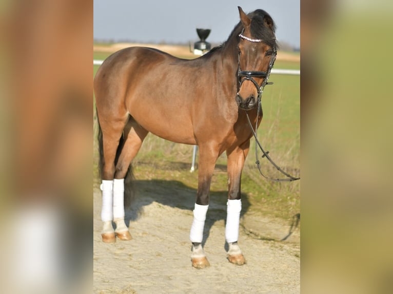 NRPS Wallach 13 Jahre 144 cm Brauner in Geilenkirchen