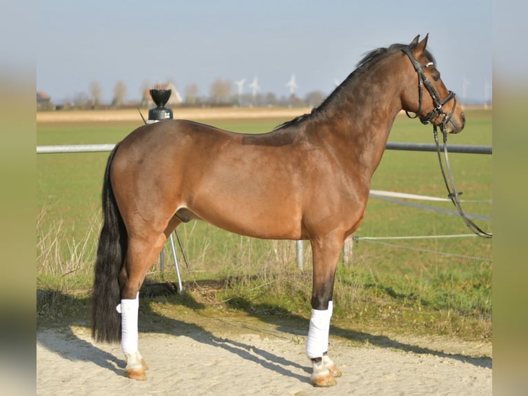 NRPS Wallach 13 Jahre 144 cm Brauner in Geilenkirchen