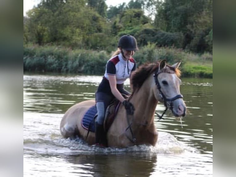 NRPS Wallach 13 Jahre 148 cm Falbe in Westbeemster
