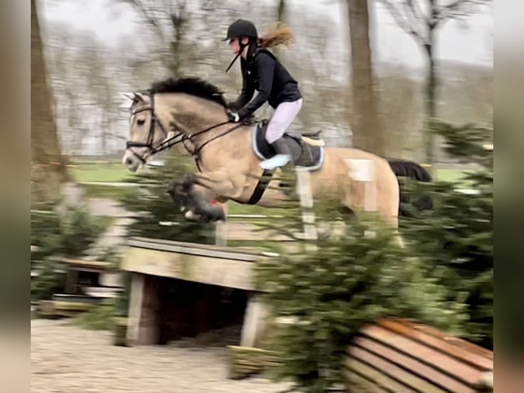 NRPS Wallach 13 Jahre 148 cm Falbe in Westbeemster