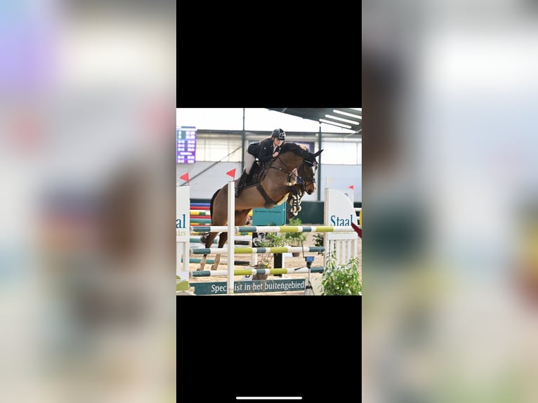 NRPS Wallach 13 Jahre 169 cm Brauner in Goes