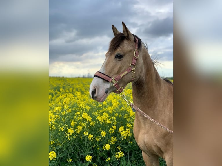 NRPS Wallach 14 Jahre 142 cm Falbe in Pulheim