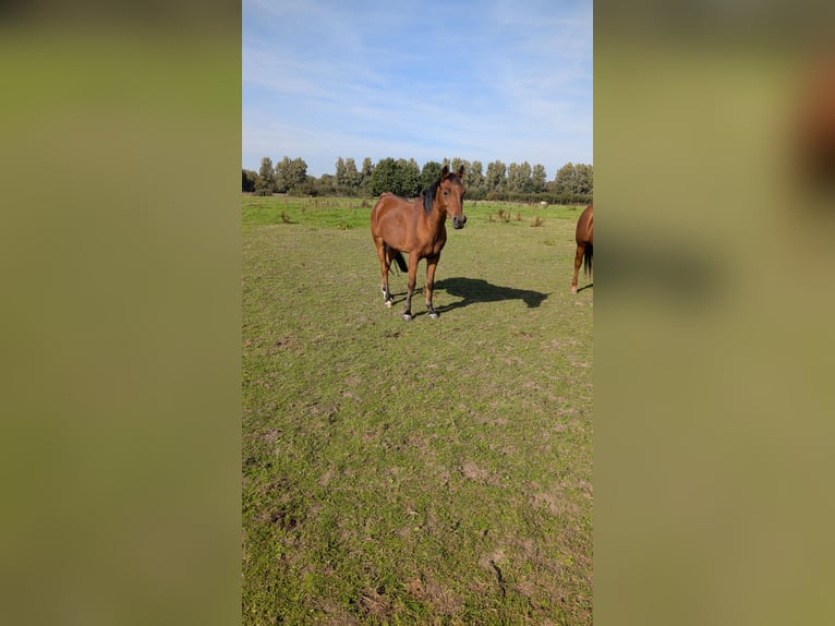 NRPS Wallach 14 Jahre 148 cm  in Schinveld
