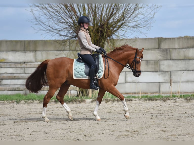 NRPS Wallach 14 Jahre 148 cm Fuchs in Lisserbroek