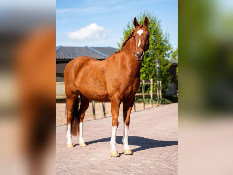 NRPS Wallach 14 Jahre 148 cm Fuchs in Lisserbroek