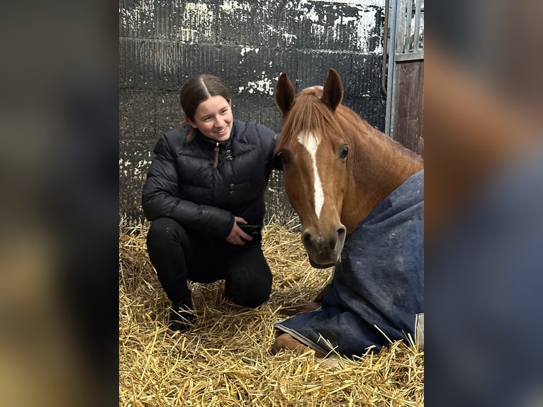 NRPS Wallach 14 Jahre 148 cm Fuchs in Lisserbroek
