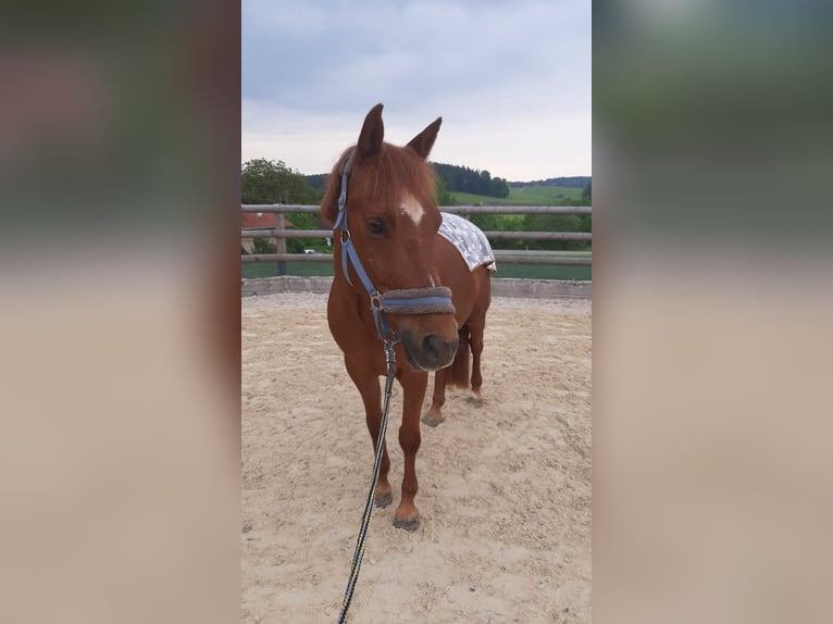 NRPS Wallach 14 Jahre 150 cm Dunkelfuchs in Traunstein