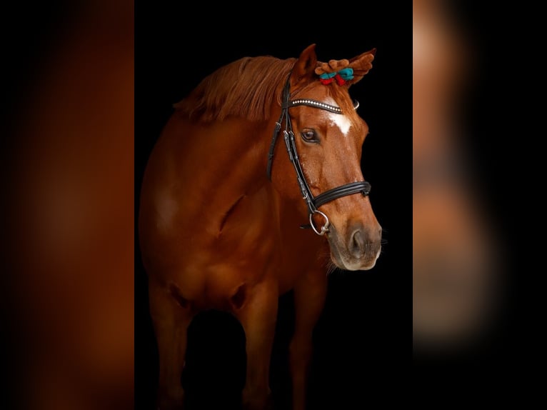 NRPS Wallach 14 Jahre 150 cm Dunkelfuchs in Traunstein