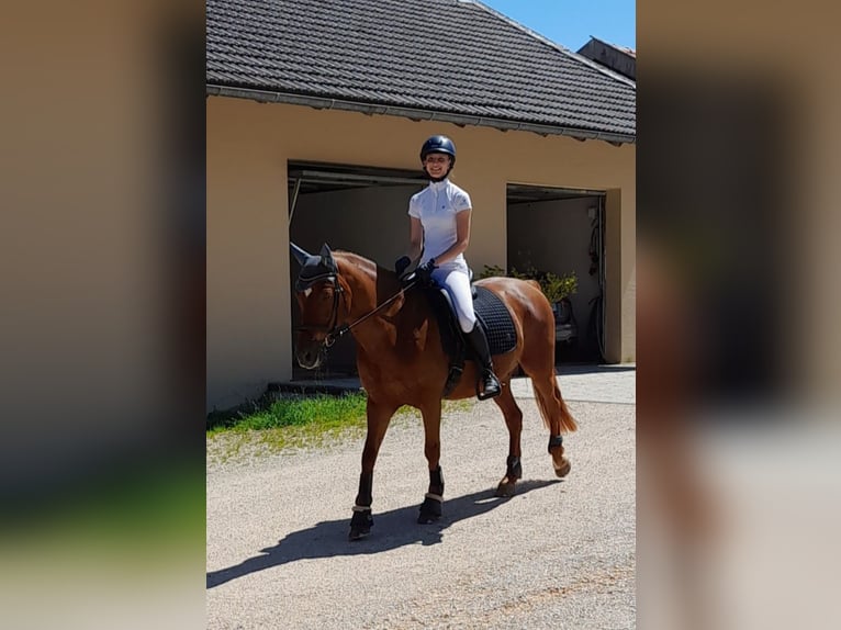 NRPS Wallach 14 Jahre 150 cm Dunkelfuchs in Traunstein