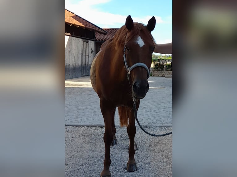 NRPS Wallach 14 Jahre 150 cm Dunkelfuchs in Traunstein