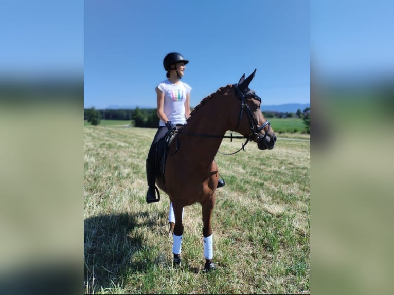 NRPS Wallach 14 Jahre 150 cm Dunkelfuchs in Traunstein