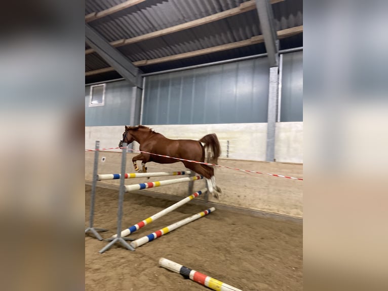 NRPS Mix Wallach 14 Jahre 157 cm Fuchs in Borchen