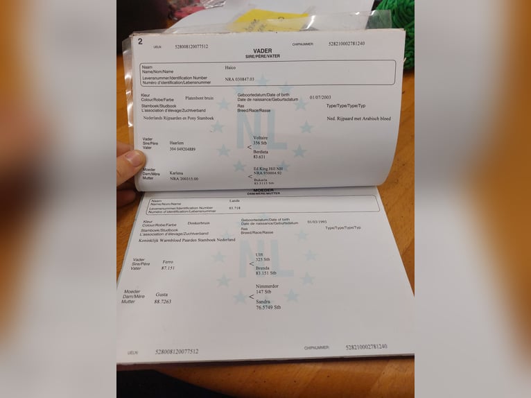 NRPS Wallach 14 Jahre 160 cm Schecke in Kirchbichl