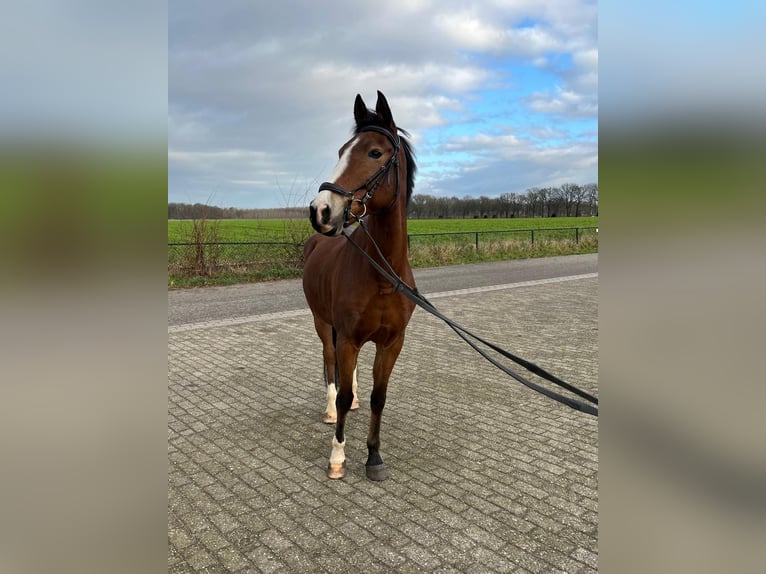 NRPS Wallach 15 Jahre 146 cm Brauner in Sittard