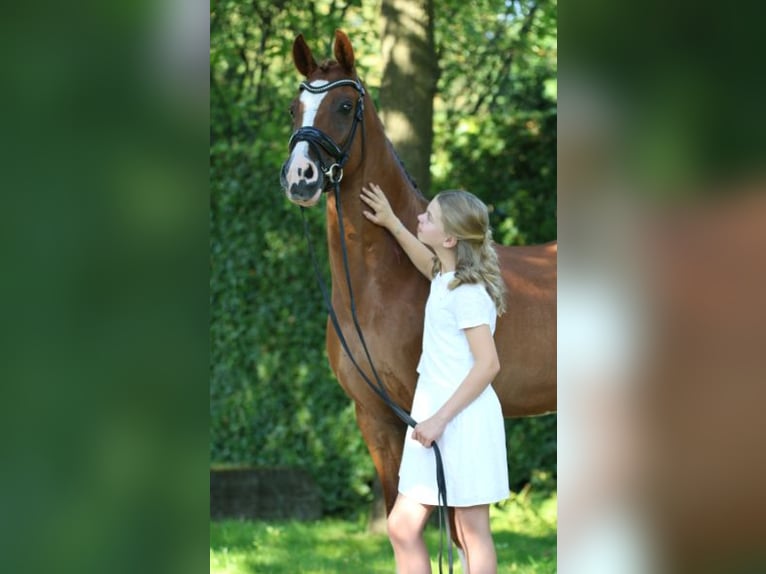NRPS Wallach 15 Jahre 149 cm Fuchs in Schilde