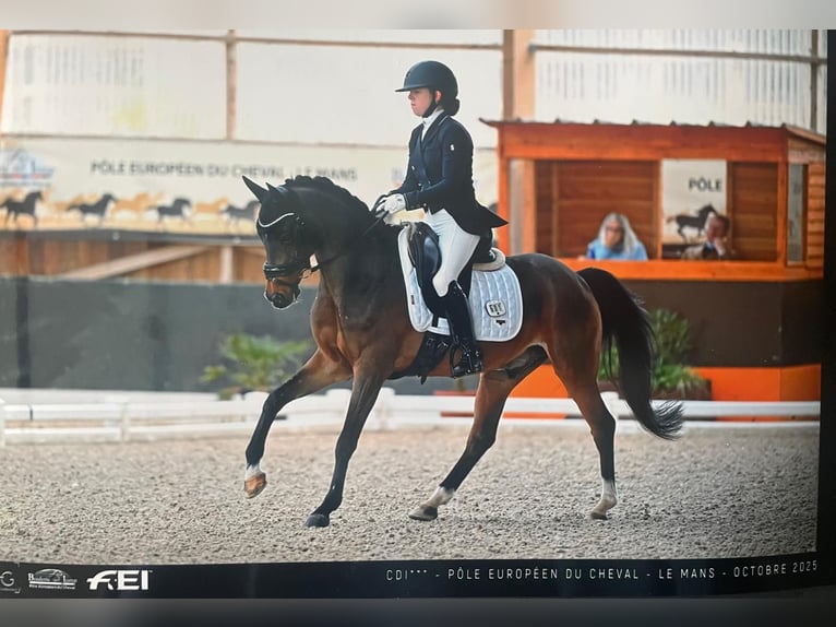 NRPS Wallach 17 Jahre 148 cm Dunkelbrauner in Bastogne