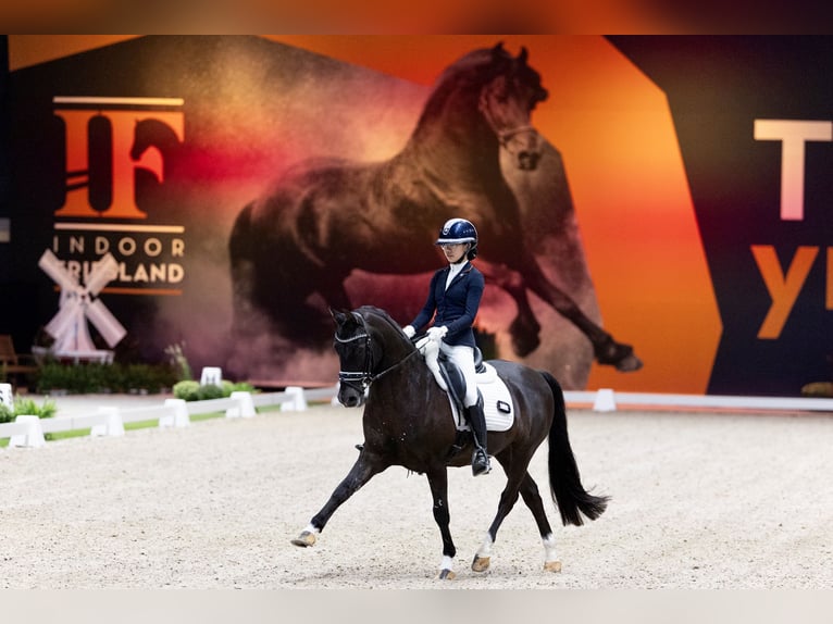 NRPS Wallach 17 Jahre 148 cm Schwarzbrauner in Sint-Oedenrode