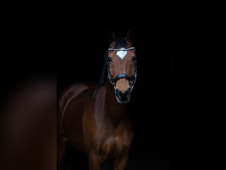 NRPS Wallach 18 Jahre 148 cm Brauner in Laren (Gld)