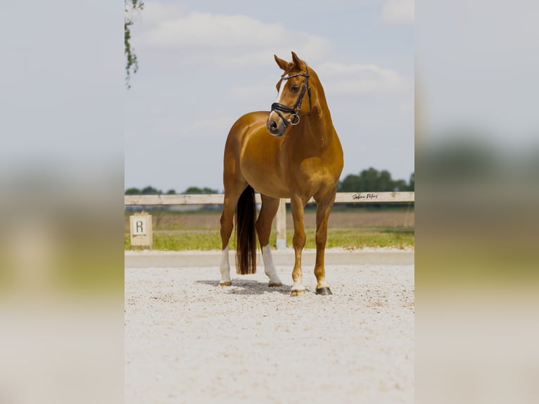 NRPS Wallach 18 Jahre 148 cm Rotfuchs in Heesch