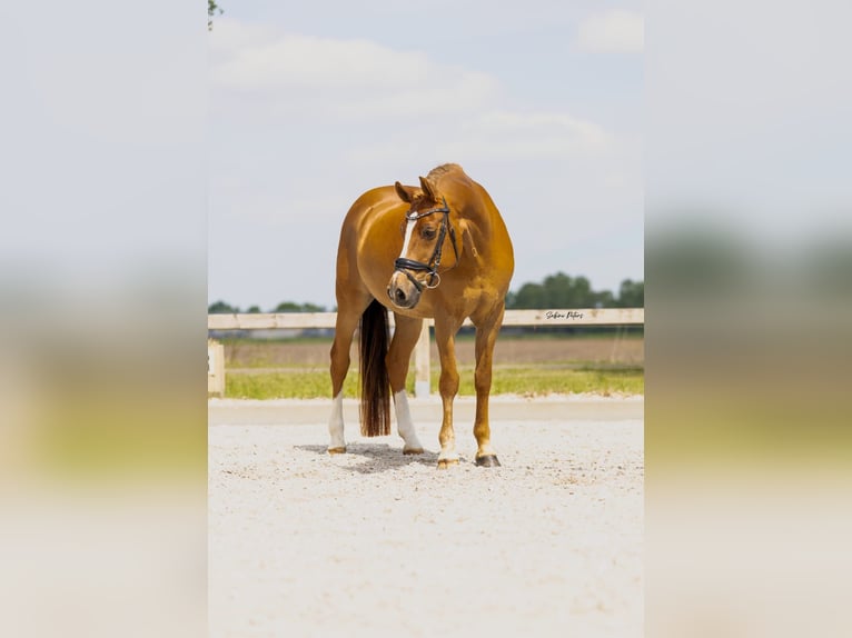 NRPS Wallach 18 Jahre 148 cm Rotfuchs in Heesch