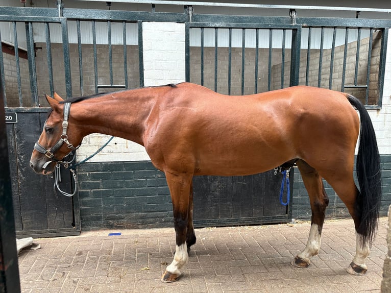 NRPS Mix Wallach 18 Jahre 153 cm Brauner in Oosterhout