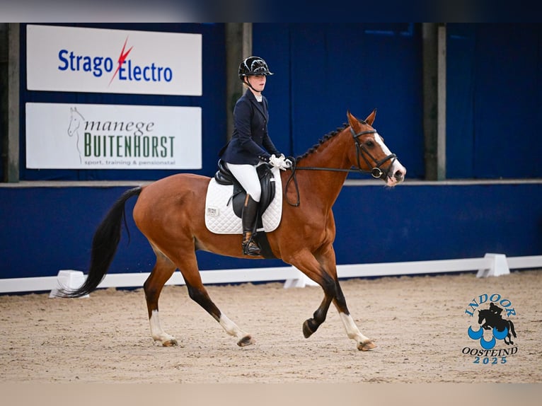 NRPS Mix Wallach 18 Jahre 153 cm Brauner in Oosterhout