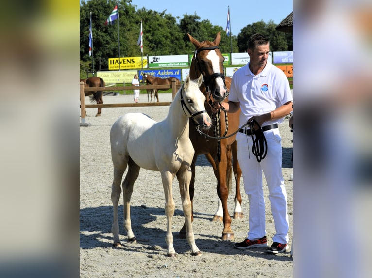 NRPS Wallach 1 Jahr 142 cm Perlino in Wapse