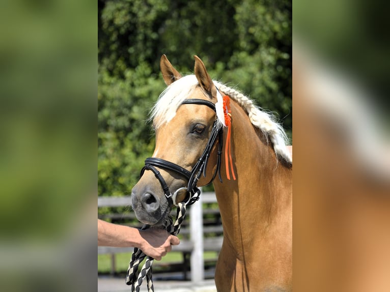 NRPS Wallach 1 Jahr 142 cm Perlino in Wapse