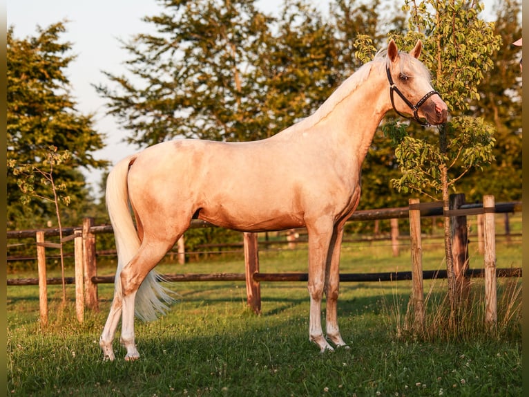 NRPS Wallach 2 Jahre 141 cm Palomino in Arriën