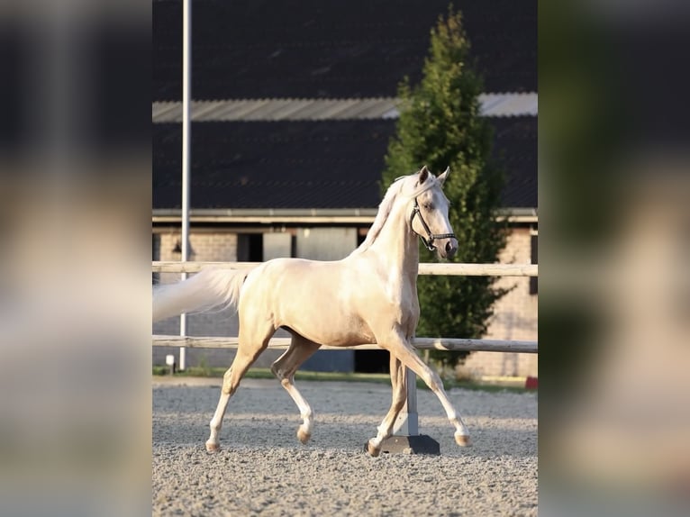 NRPS Wallach 2 Jahre 141 cm Palomino in Arriën