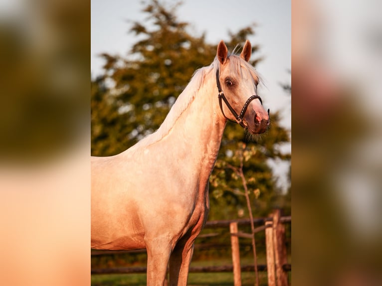 NRPS Wallach 2 Jahre 141 cm Palomino in Arriën