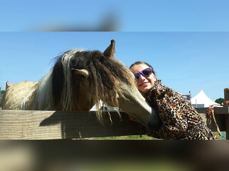 NRPS Mix Wallach 2 Jahre 142 cm Falbe in Ruinen