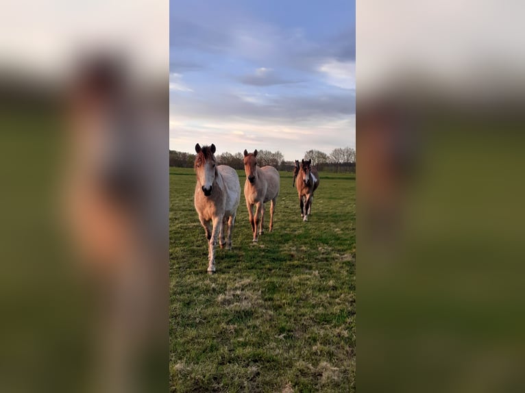 NRPS Mix Wallach 2 Jahre 142 cm Falbe in Ruinen